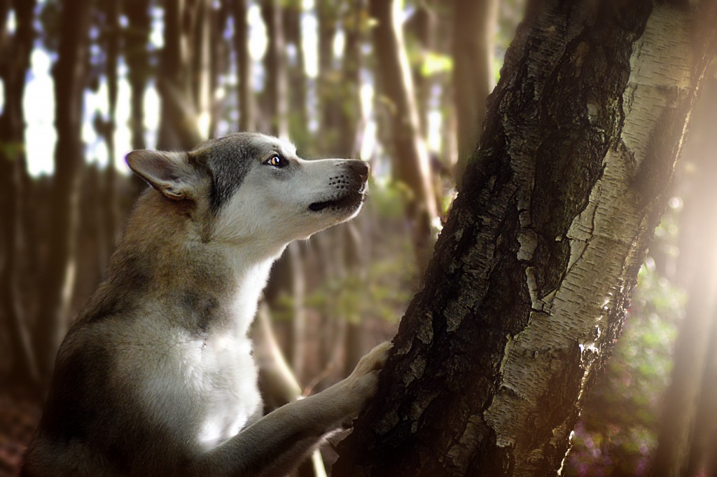 Wolfhund am Baum