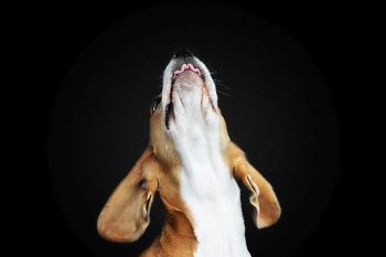 Hundefotografie vor schwarzem Hintergrund - Beagle Welpe