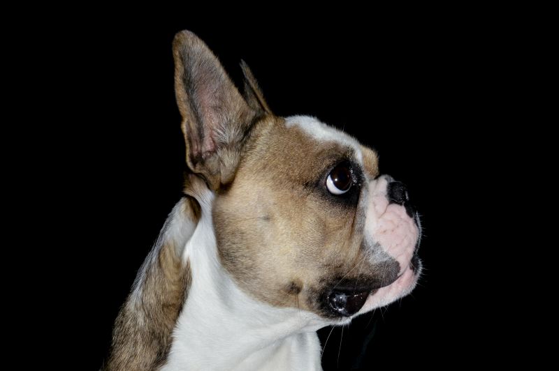 Hundefotografie vor schwarzem Hintergrund - Französische Bulldogge Kopf