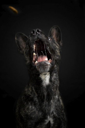 Hundefotografie - Schnappschuss - Leckerchen fangen - Französische Bulldogge / Schäferhund
